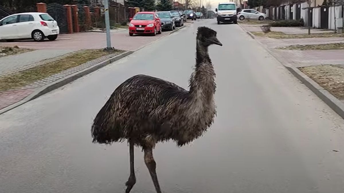 Emu spacerowało po osiedlu 