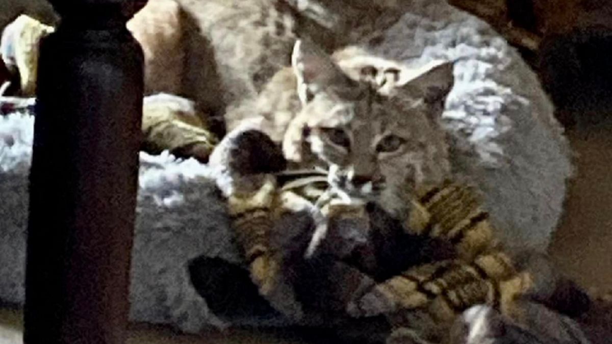 Ryś wylegiwał się w posłaniu dla psa.