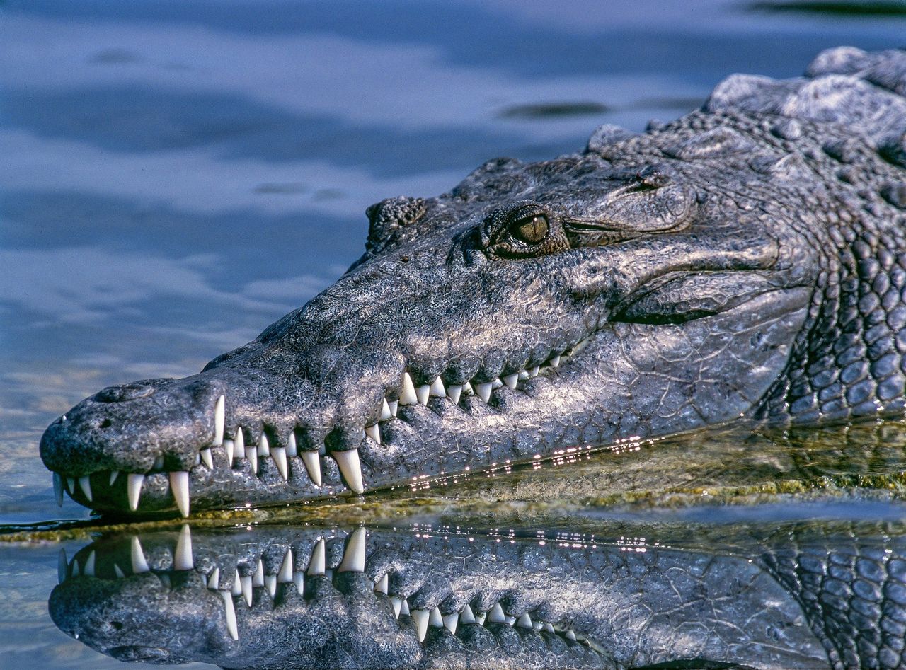 A crocodile attacked a child in India.