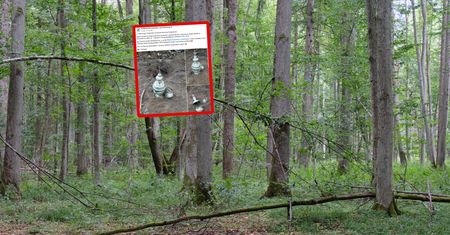 Taki skarb pod ziemią. Nadleśnictwo pokazało zdjęcia