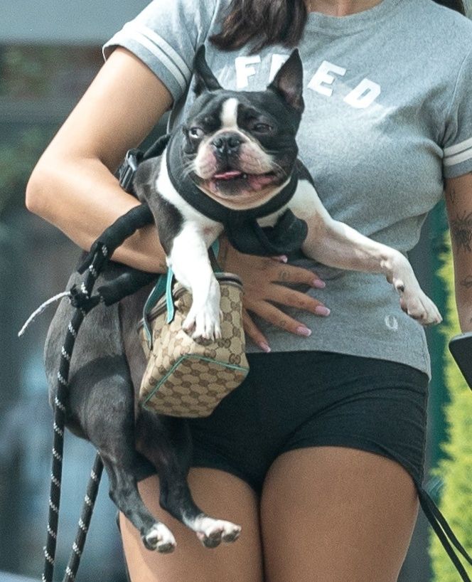 Fagata na spacerze z psem