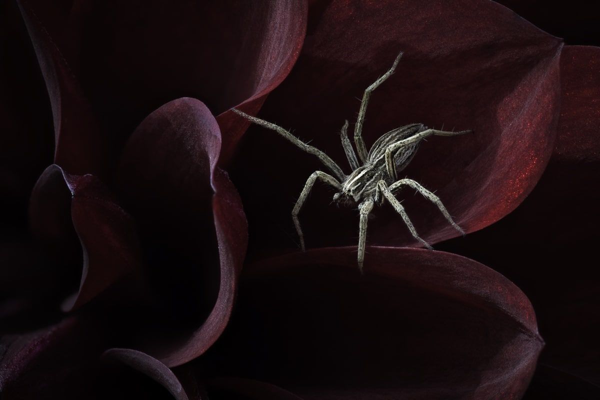 Nietoperz podczas polowania - zwycięskie zdjęcie British Wildlife Photography Awards 2018 3