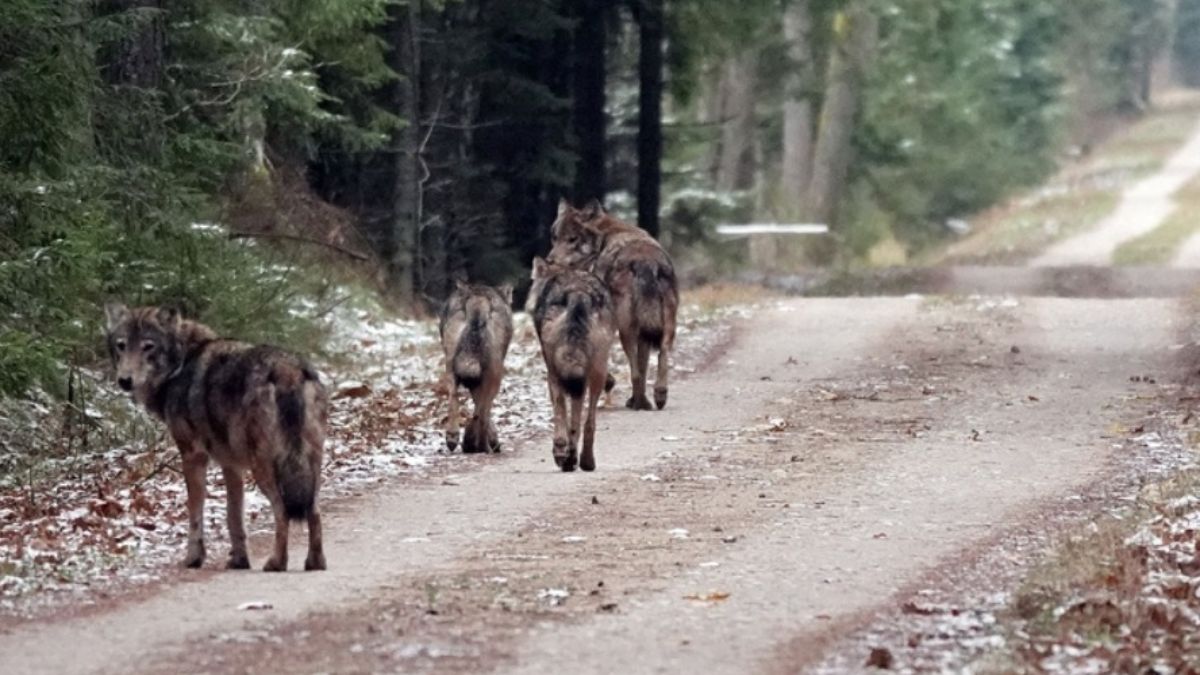 Pan Kamil spotkał po drodze do pracy stado wilków, wszystko działo się w Puszczy Białowieskiej