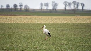 Północna Wielkopolska: Bociany wróciły, wiosna nadeszła