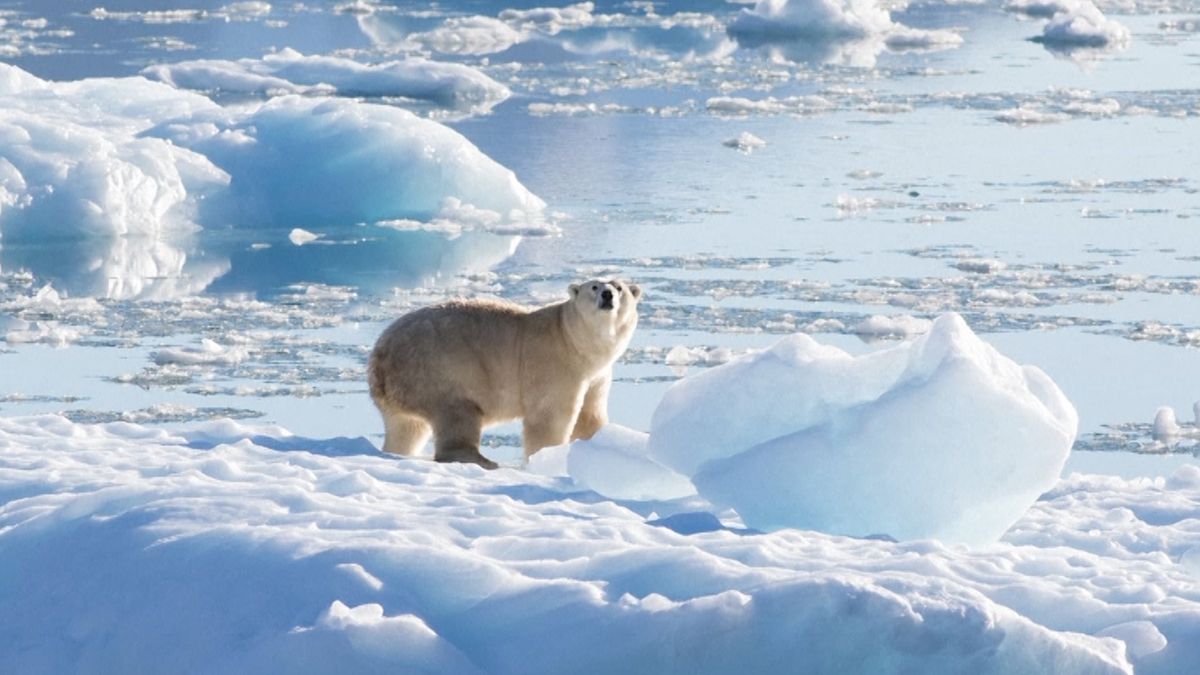 Nowy rodzaj niedźwiedzi polarnych odkryty na południu Grenlandii 