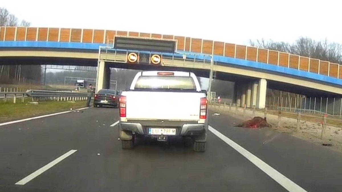 Dzik nie przeżył zderzenia z volvo na obwodnicy Lublina
