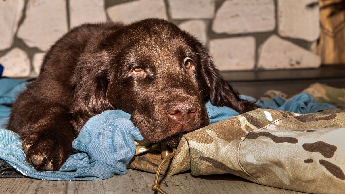 Brown flat coated retriever puppy sleeping on the floor. Dog rest. Sleeping puppy. Young hunting dog.
Brown flat coated retriever puppy sleeping on the floor. Dog rest. Sleeping puppy. Young hunting dog.
MartinFredy
flat coated retriever, flatcoated, flat-coated, haired, young