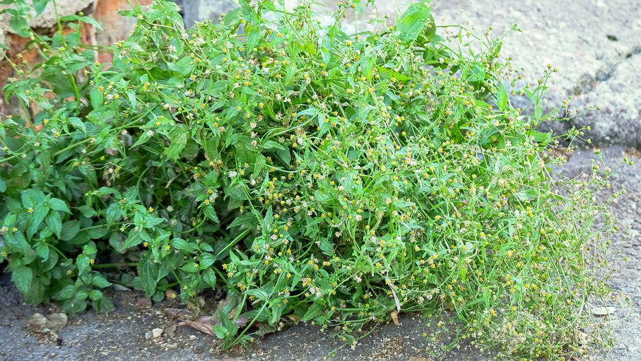 Żółtlica pospolicie rośnie w ogrodach