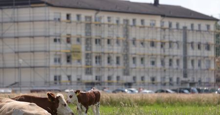 KOWR: Eksport wołowiny i cielęciny spadł o 0,1% r/r do 148 tys. ton w I-IV 2020