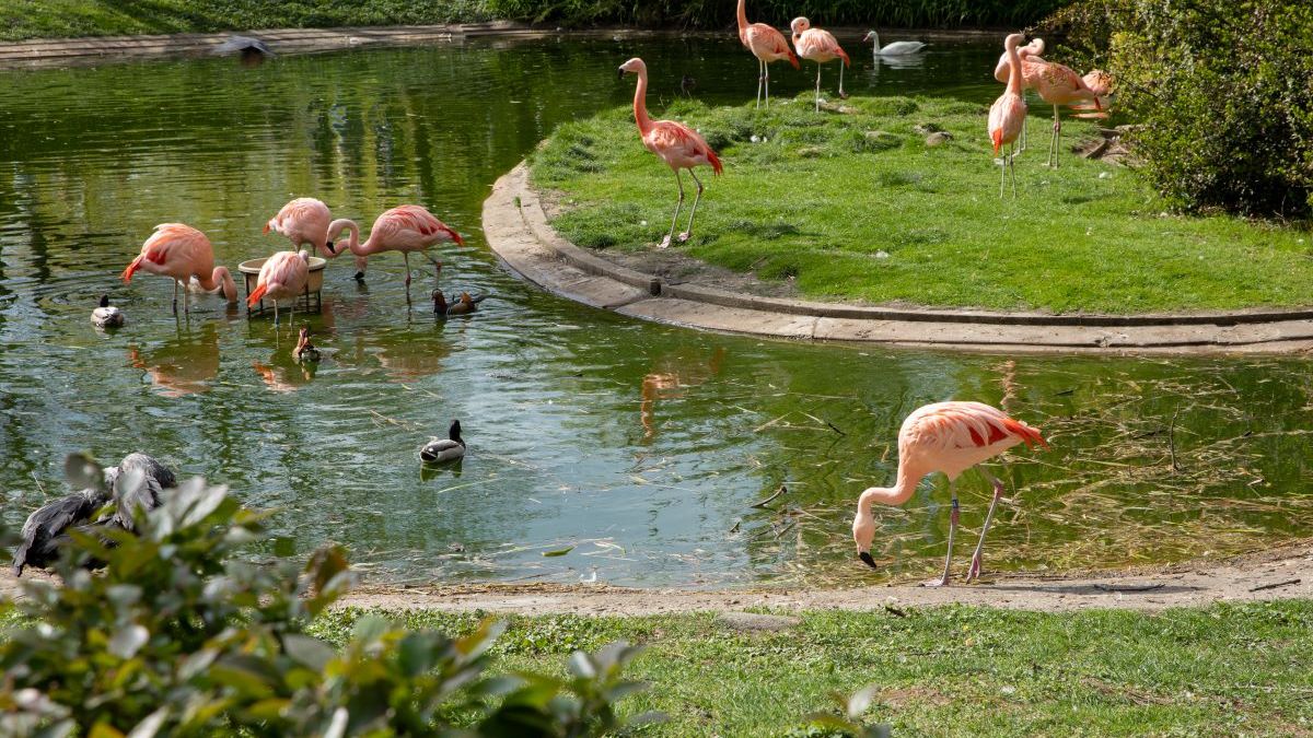 Flamingi