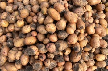 "Żyjemy z 800 plus". Rolnicy z uprawami ziemniaka na krawędzi