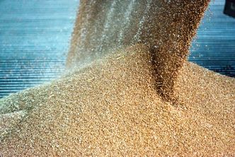 Nowy raport dotyczący zbóż. Wkłada kij w mrowisko