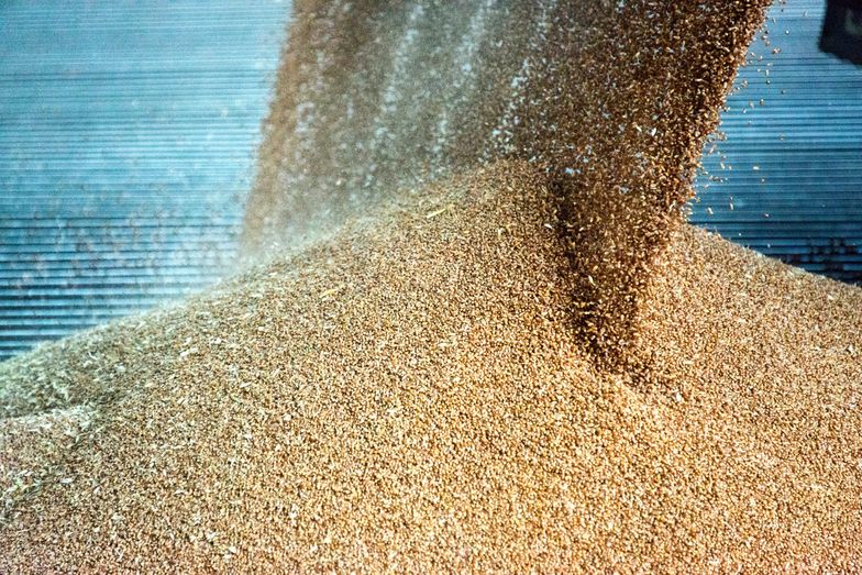 Nowy raport dotyczący zbóż. Wkłada kij w mrowisko