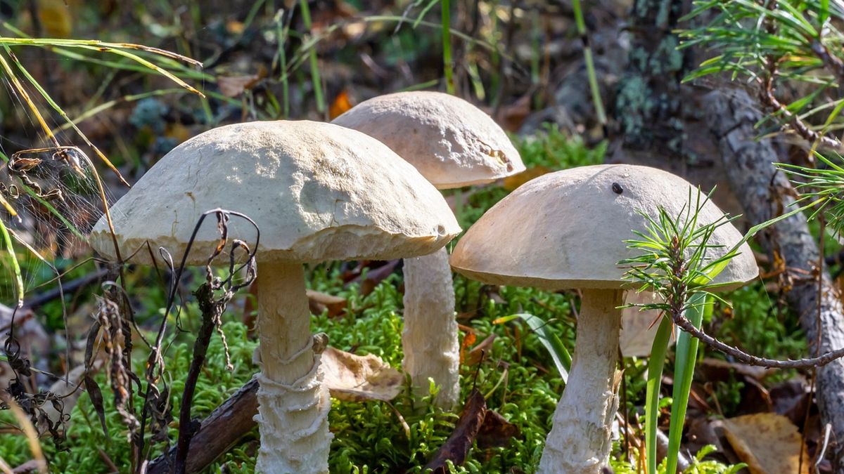 Koźlarz białawy (Leccinum holopus) 