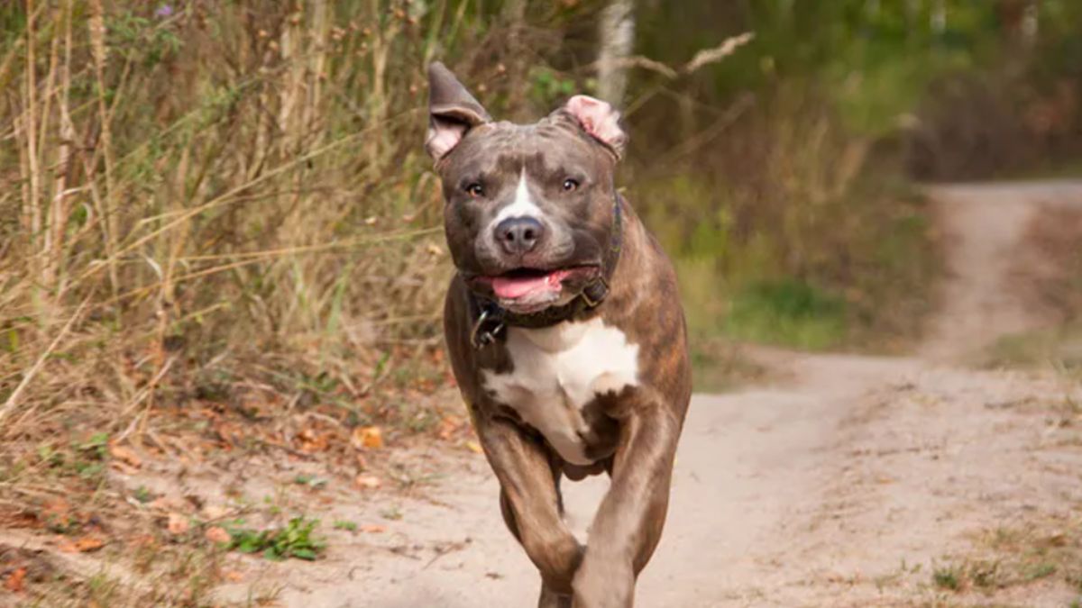 Amstaff zabity przez właściciela.