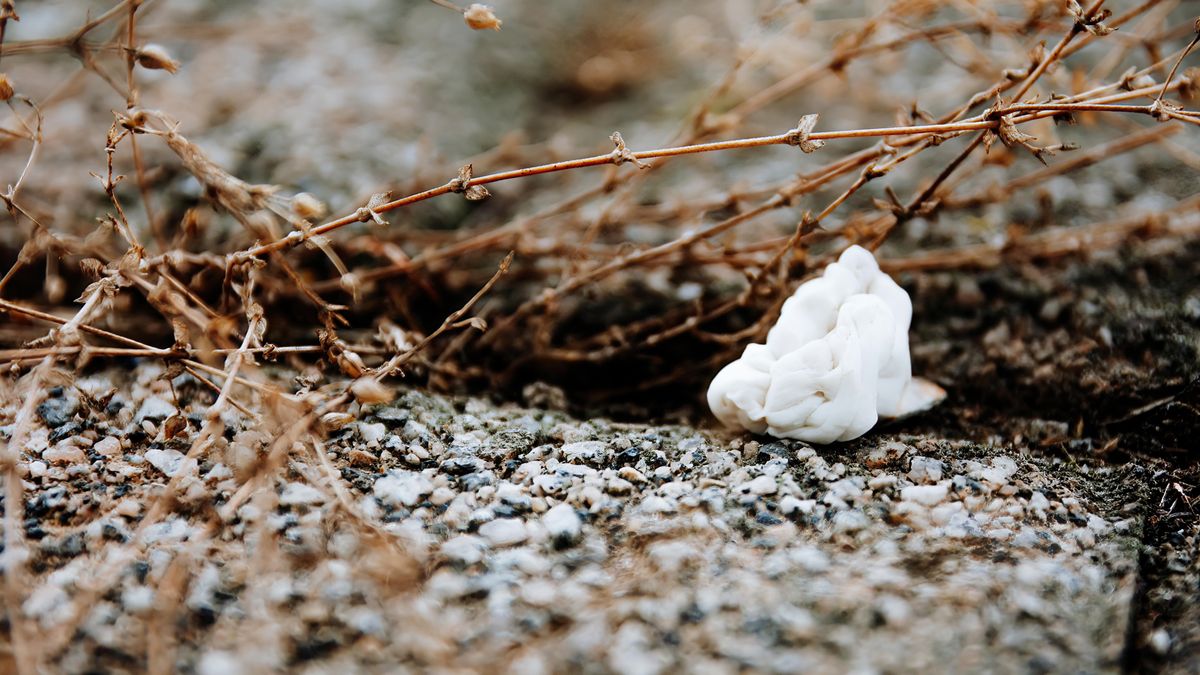 Dlaczego nie wolno wypluwać gum do żucia na ulicę?