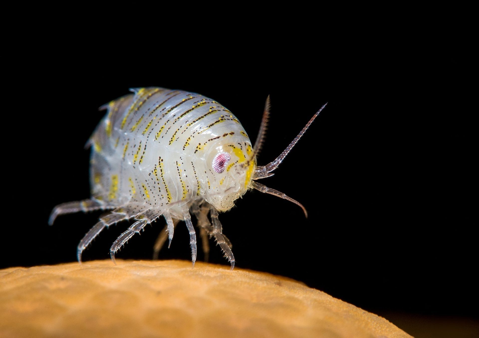 Underwater Photographer of the Year 2015 - najlepsze fotografie wykonane pod wodą 14