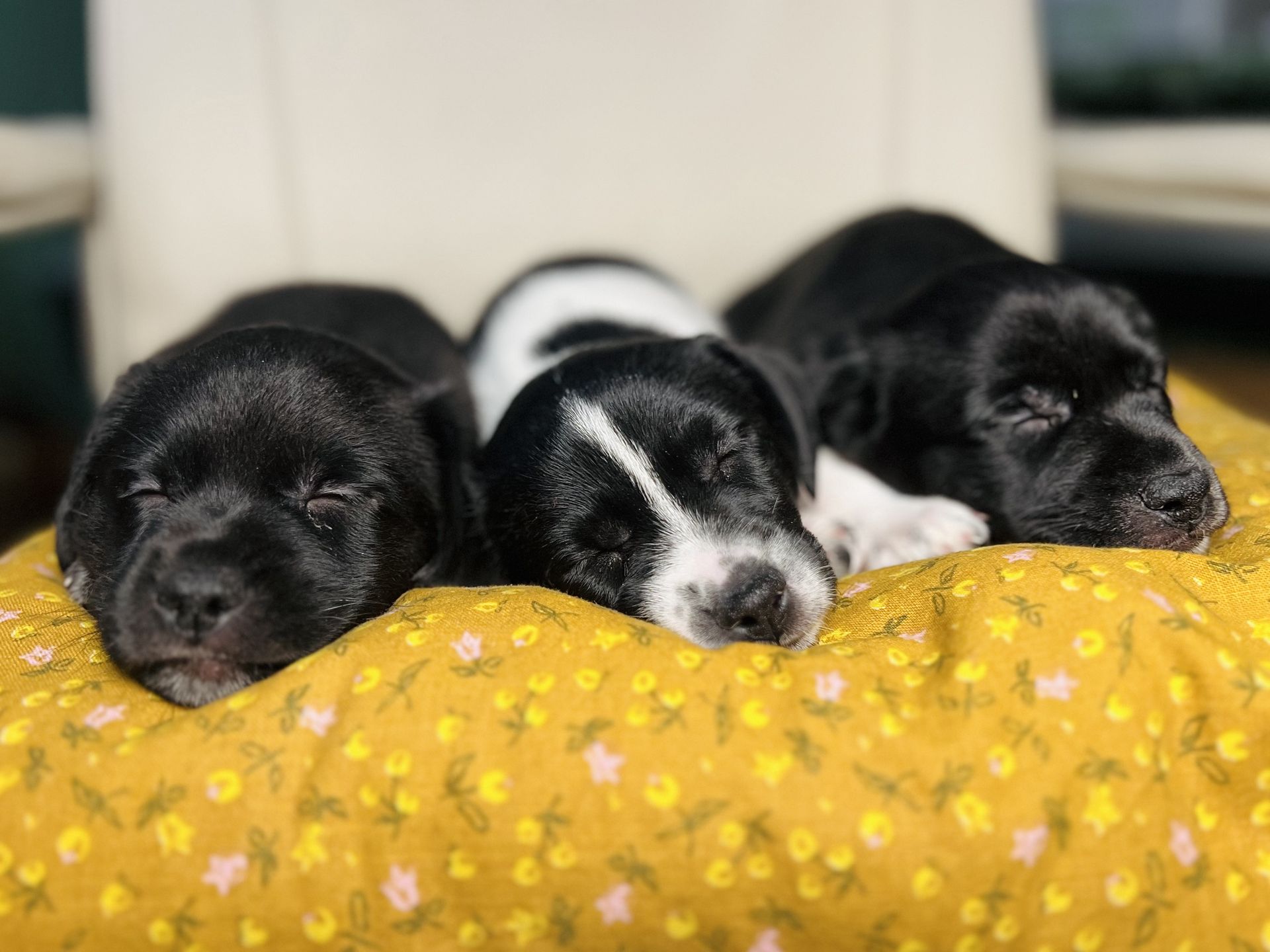 Podopieczni Schroniska w Celestynowie