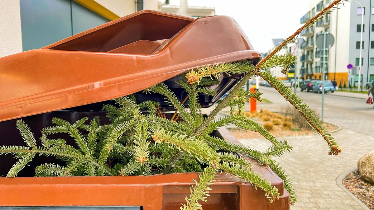 Kiedy rozebrać choinkę?