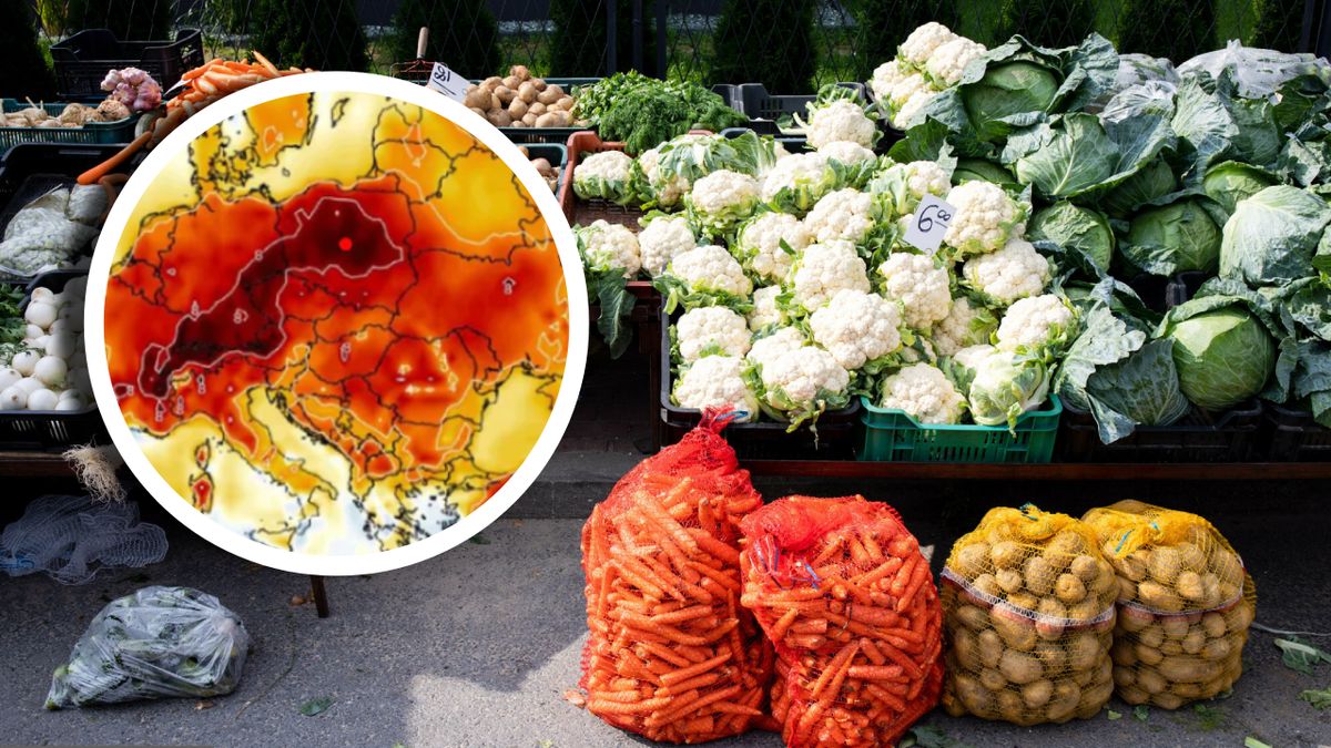 Uprawy kalafiorów ucierpiały najdotkliwiej w związku z sierpniową falą upałów