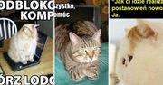 Dziś Dzień Kota. Mamy dla was mnóstwo futrzastych MEMÓW. Uśmiejecie się do łez