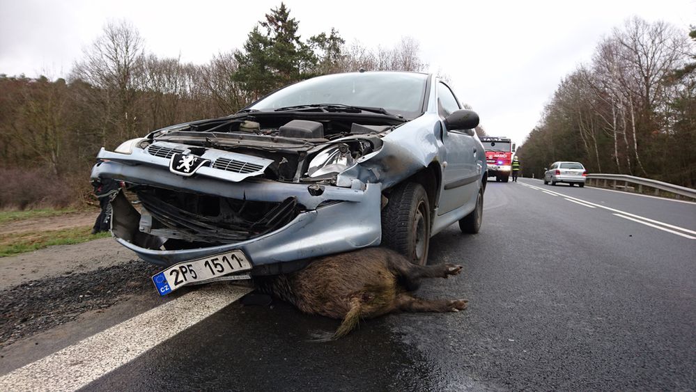 Jak uzyskać odszkodowanie po potrąceniu zwierzęcia?