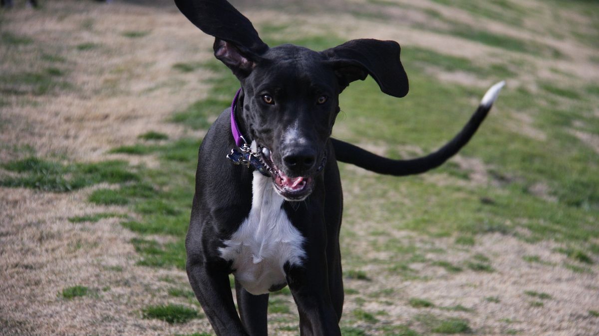 Mężczyzna ugodził nożem psa. Zwierzę nie przeżyło  