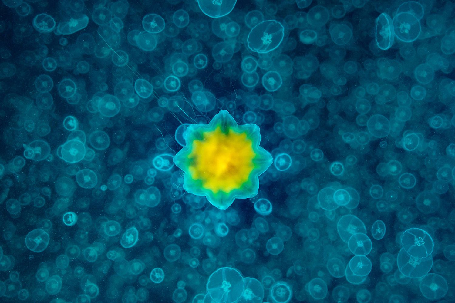 Takiego świata nie znacie. Oto najpiękniejsze zdjęcia podwodne w konkursie Underwater Photographer of the Year 2017 10