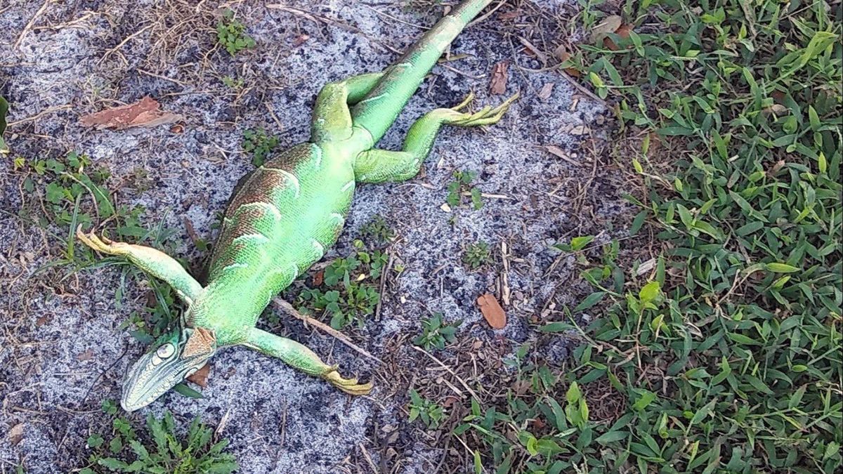 Na Florydzie zaobserwowano spadające z drzew legwany zielone