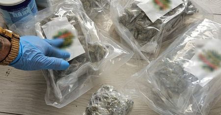 Trzymali towar u babci w wersalce. Kobieta spała na marihuanie