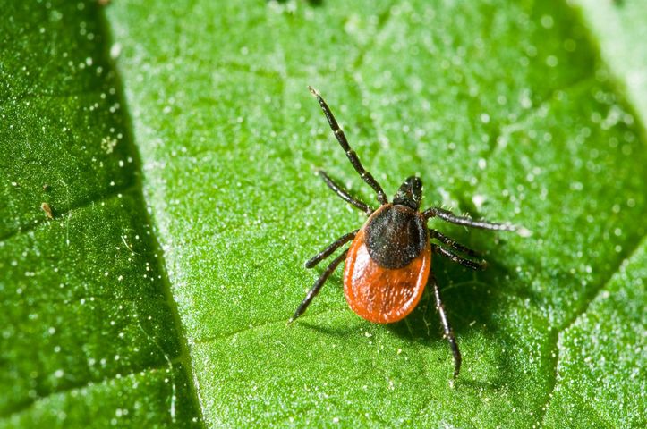 Leczenie boreliozy antybiotykiem jest konieczne, jeżeli na skórze wystąpi rumień