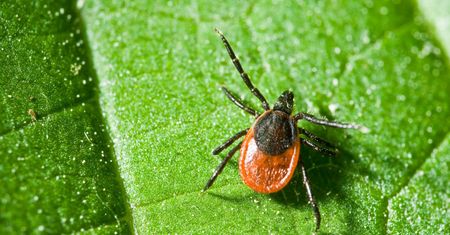 Leczenie boreliozy - metody, domowe sposoby, antybiotykoterapia