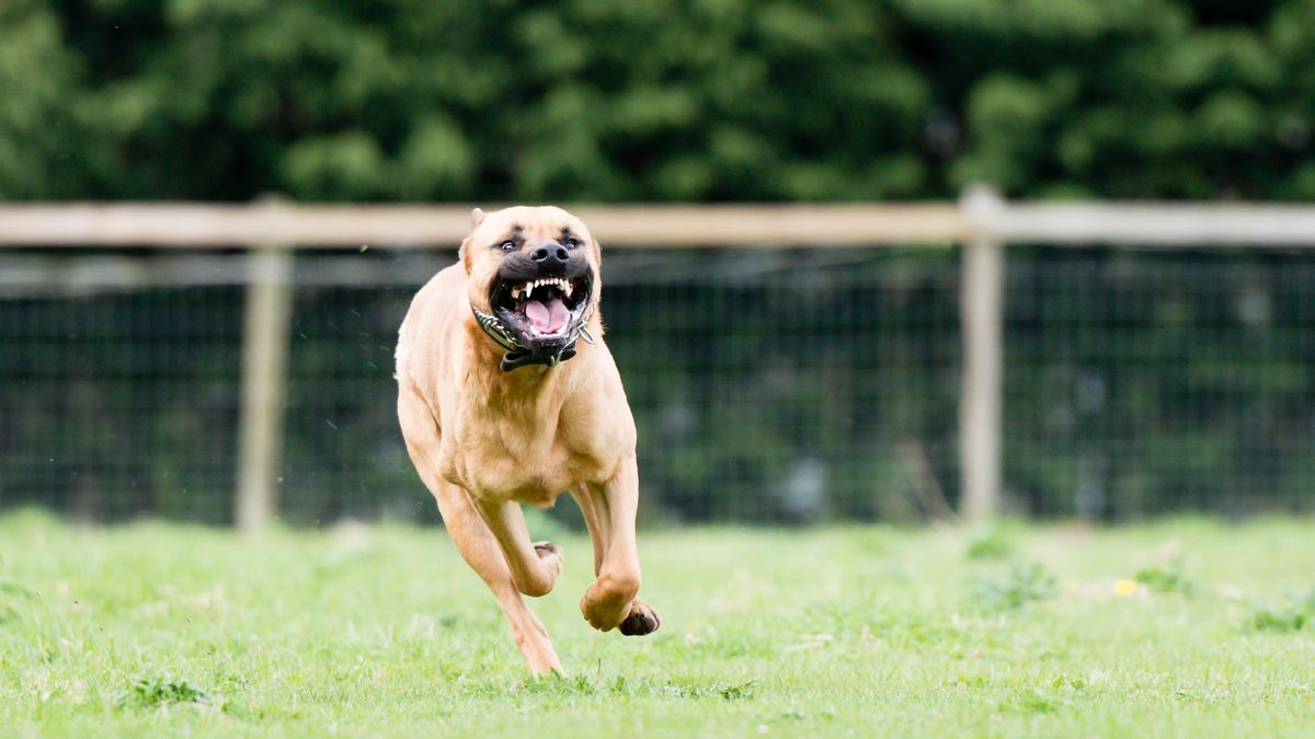 Dwa psy zagryzły na śmierć Michaela