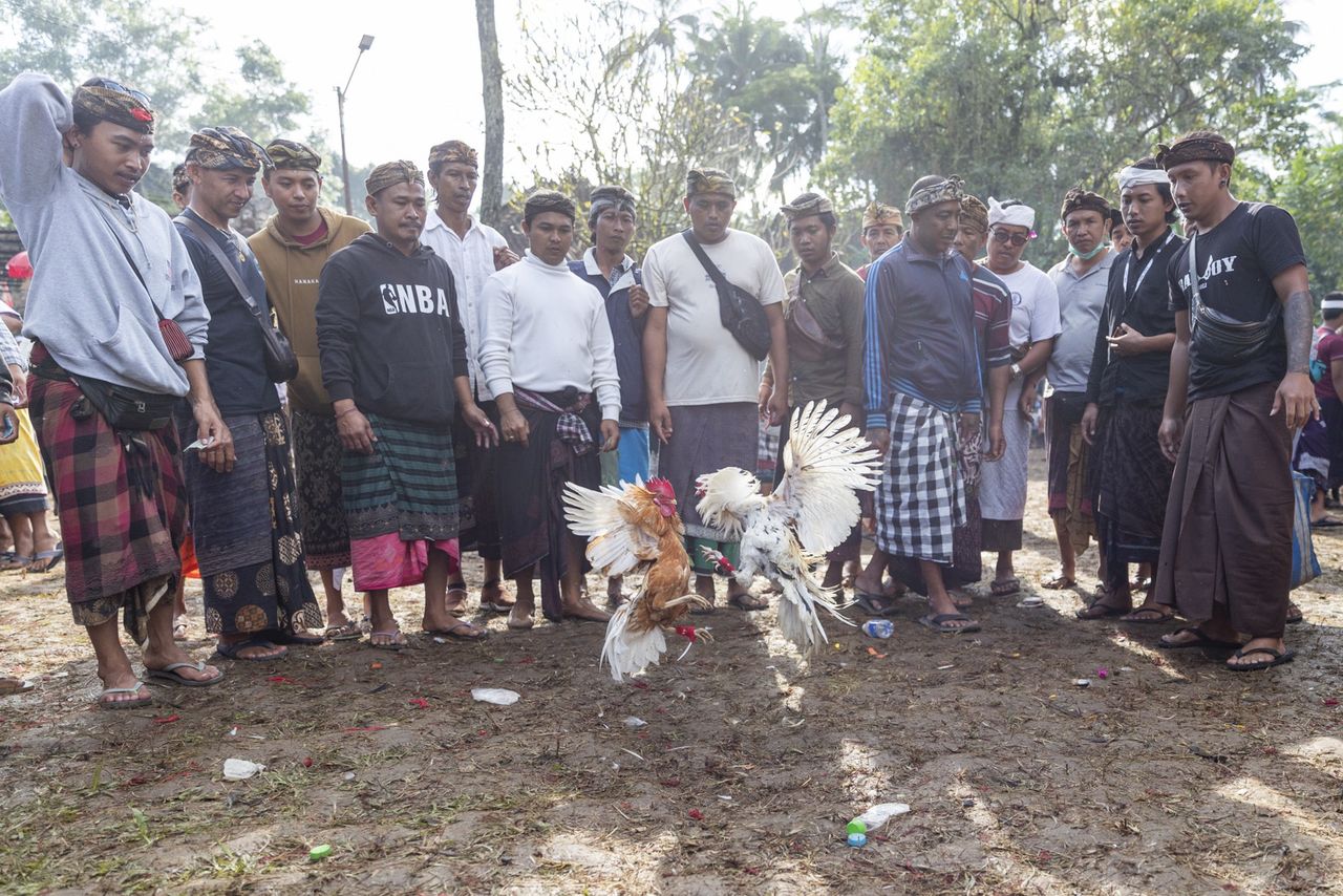 Krwawa tradycja na Bali. Turyści nie mogą na to patrzeć