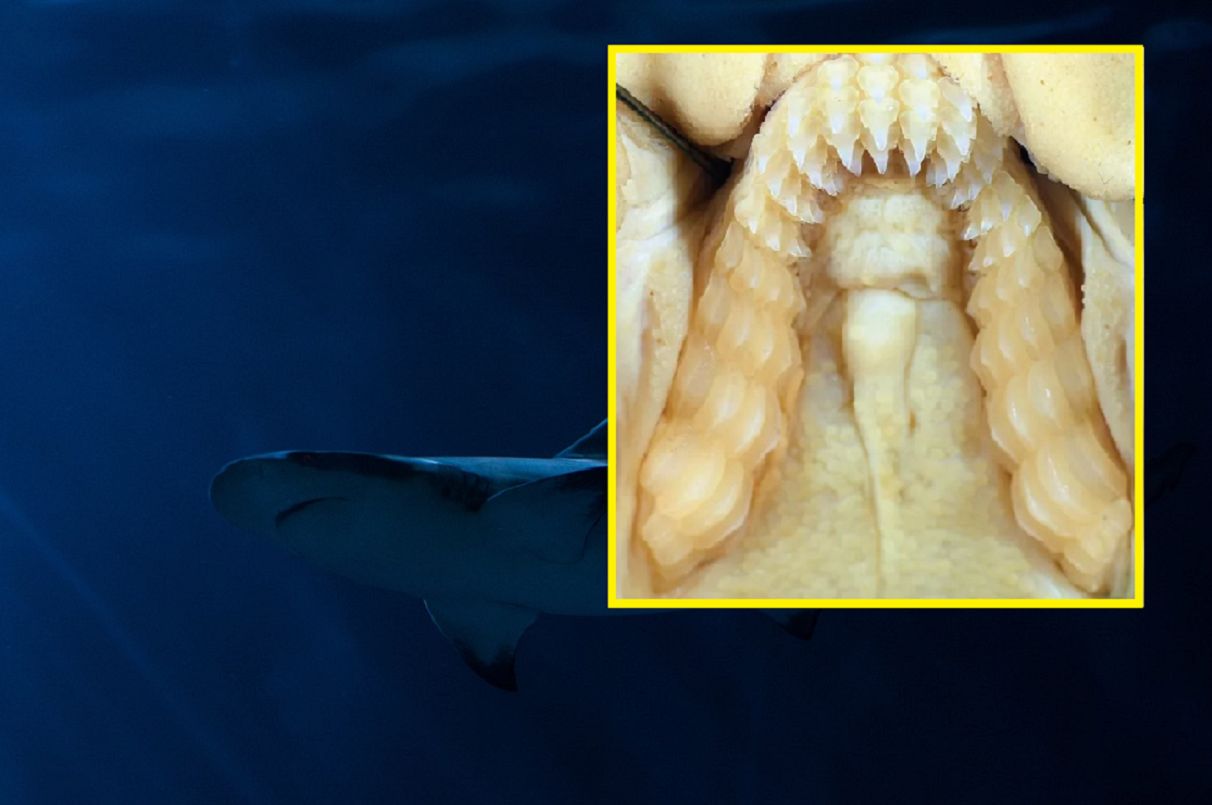 Nowy gatunek rekina z Australii. Ma "ludzkie" zęby