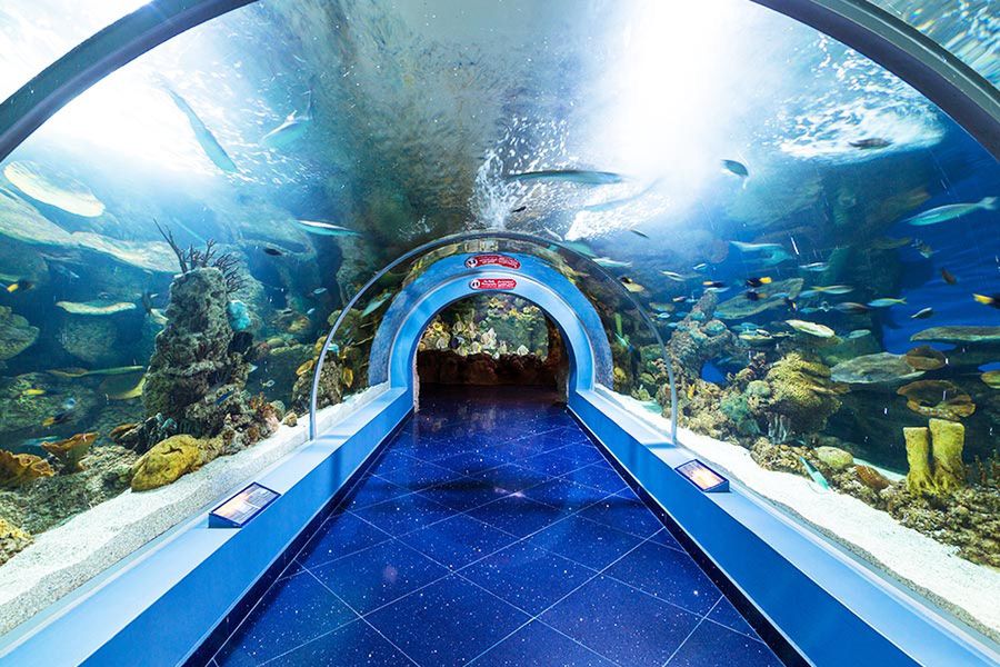 Tunel podwodny w Fakieh Aquarium