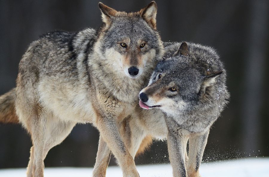 Fundacja Żubra dba o prawa wilków