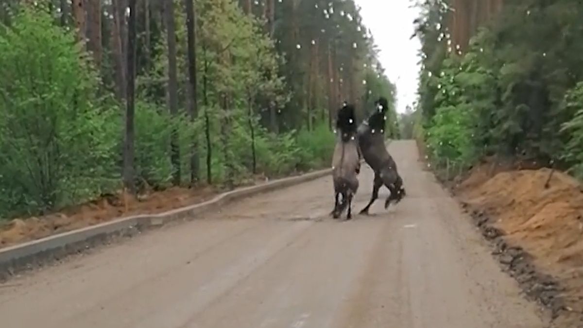 Walka dzikich koni na Mazurach 