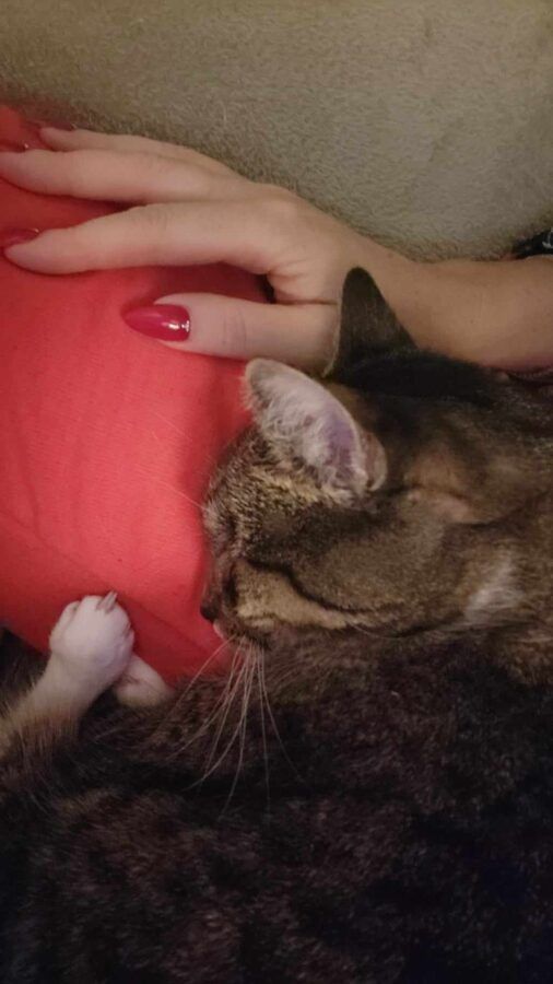 Koty są zazdrosne zarówno o inne zwierzę w domu, jak i innych ludzi