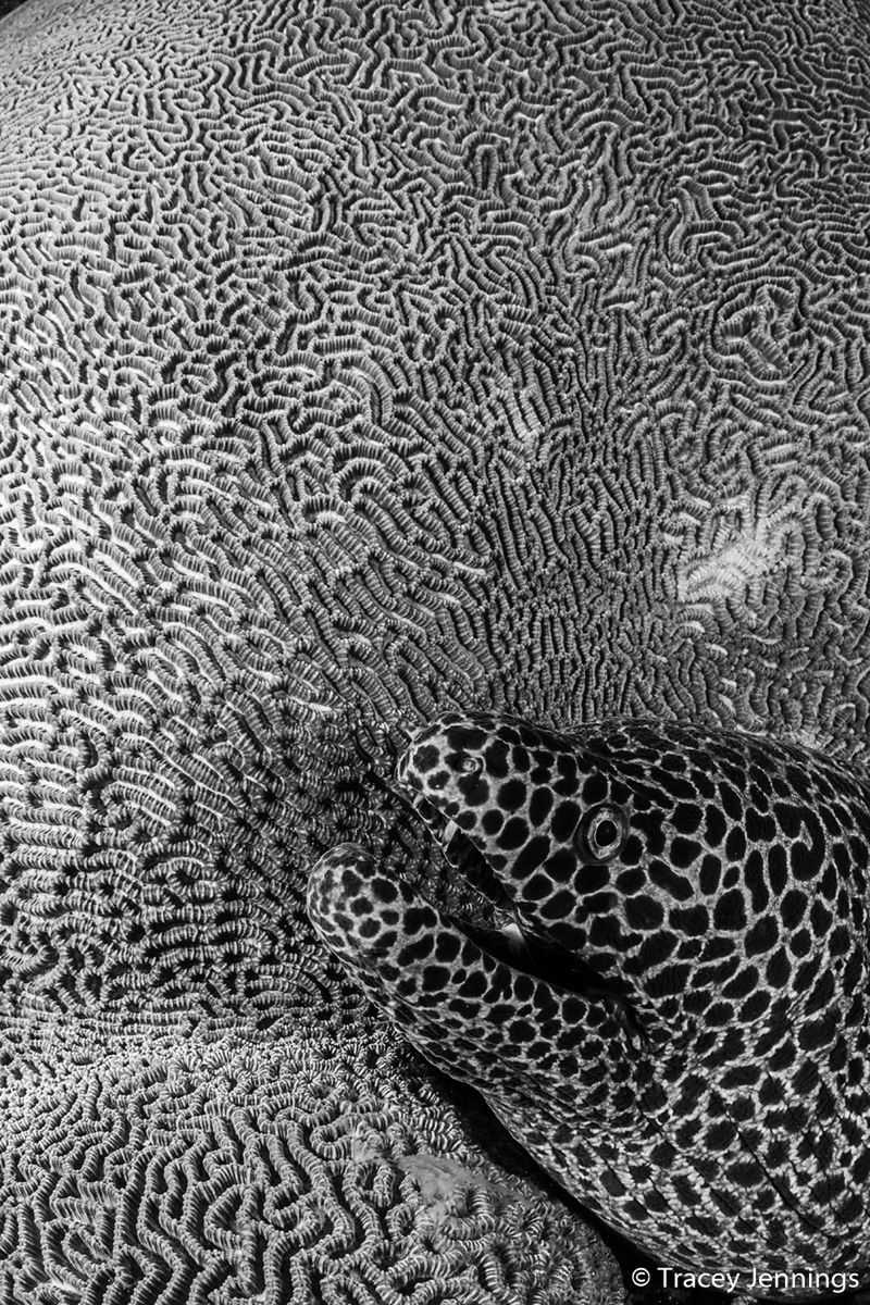 Znamy zwycięzców Australian Geographic Nature Photographer of the Year 2019 6