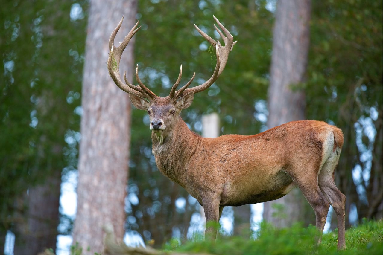 Deer - illustrative picture