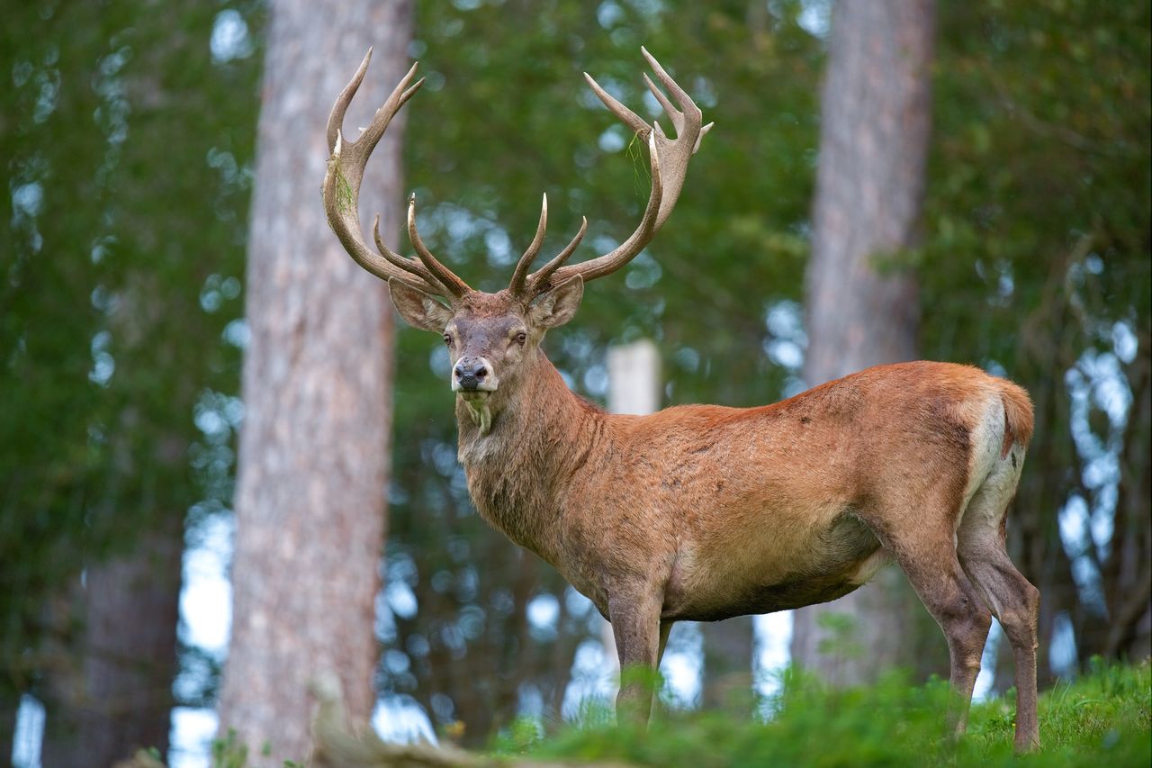 "Zombie disease". An impending threat to humans from Yellowstone's wildlife