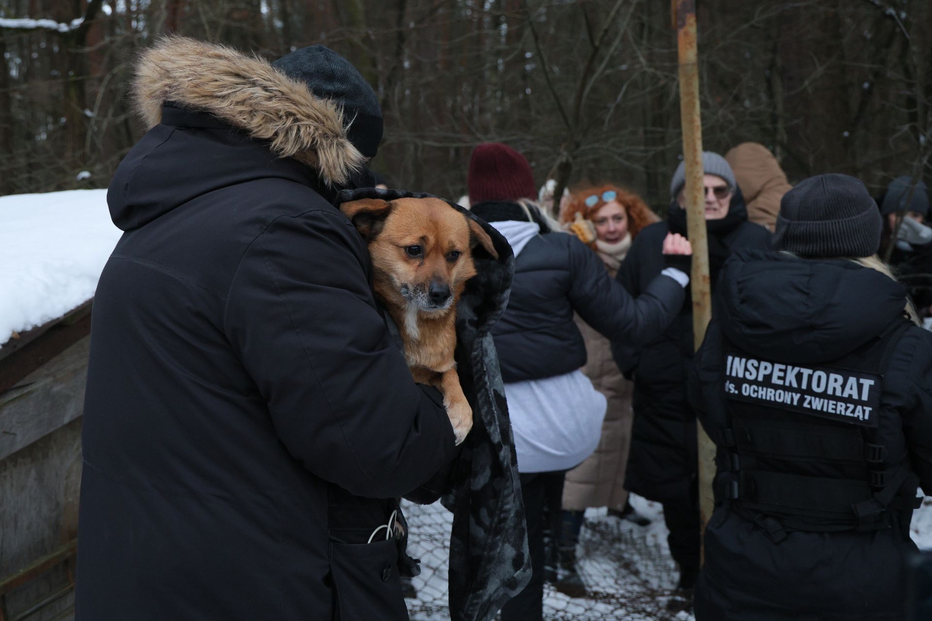 wiadomości,aktualności,WP Wiadomości Co z psami z Sobolewa? 
