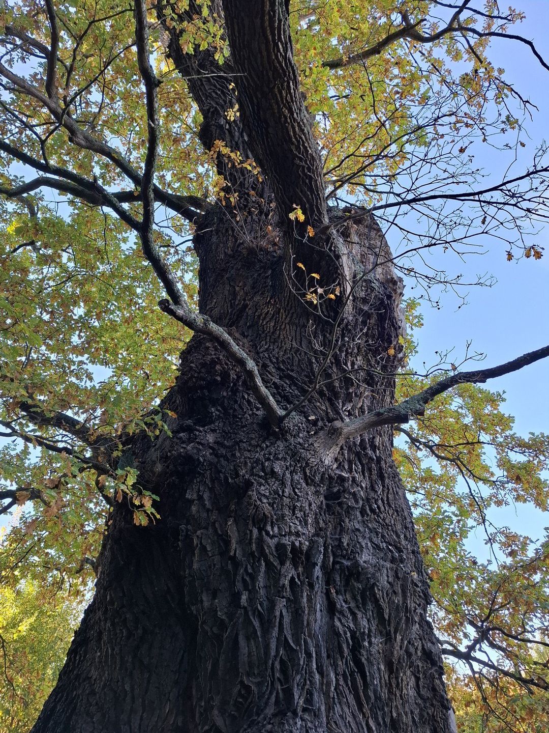 Dąb im. Jana Bażyńskiego w Kadynach - najgrubszy dąb w Polsce