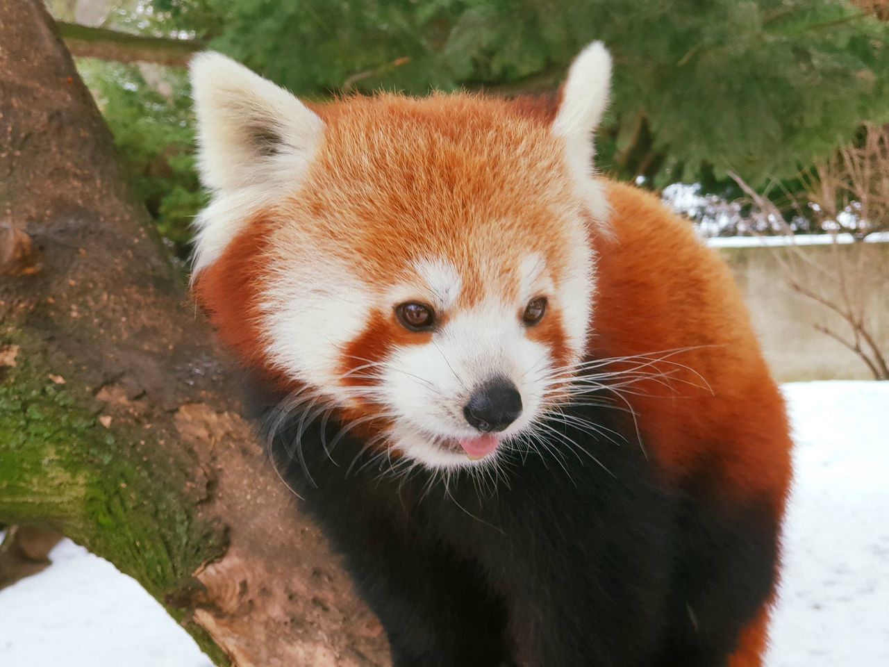 Panda ruda. / fot. fb/ Warszawskie ZOO