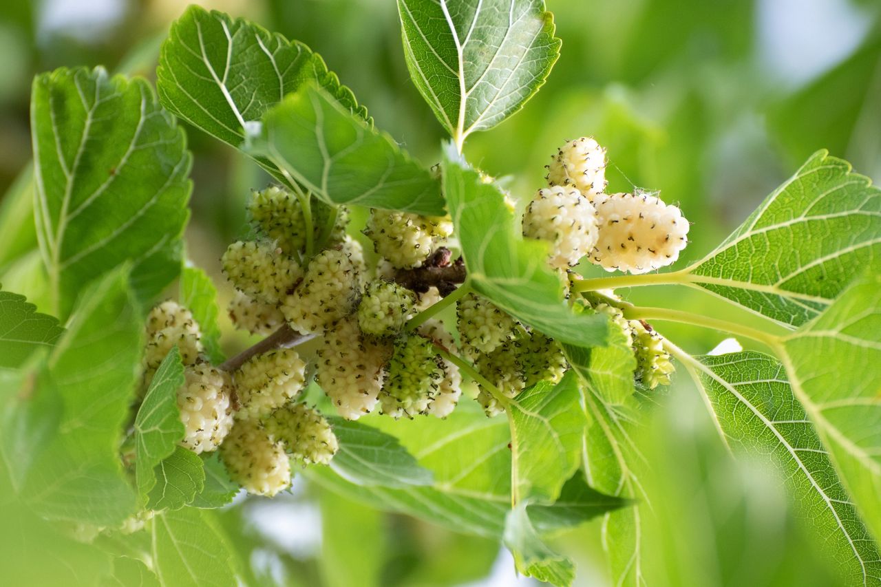 White mulberry