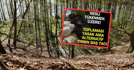 Turcy piszą o "skarbie" z Polski. Zakazany grzyb zachwyca nad Bosforem