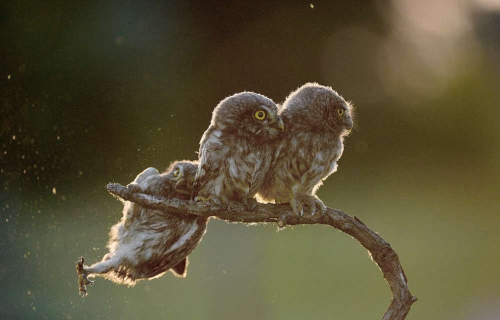 Dzikie zwierzęta wcale nie są takie straszne. Oto najzabawniejsze zdjęcia z konkursu Comedy Wildlife Photography Award 7
