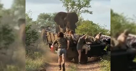Pojechali na safari i mało co nie przypłacili tego życiem. Słoń szarżował prosto na nich