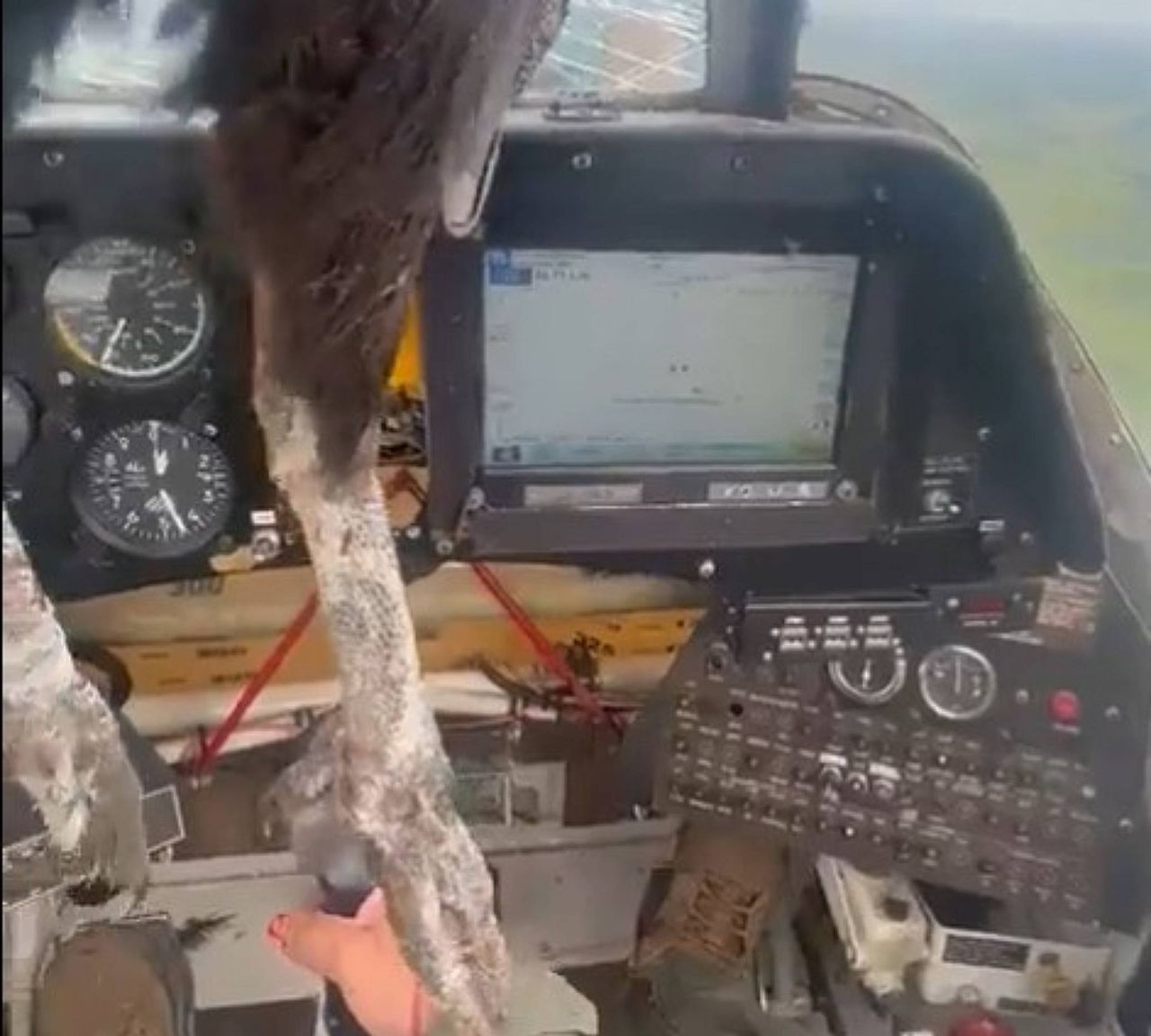 Ptak rozbił szybę w kokpicie. Pilot spokojnie leciał dalej